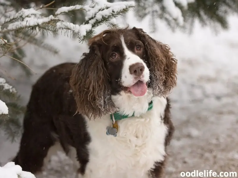 English Springer Spaniel