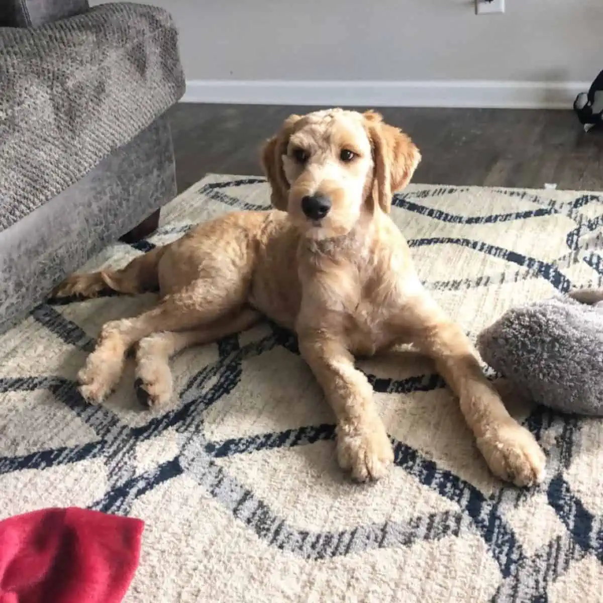 enjoying Goldendoodle a quiet time