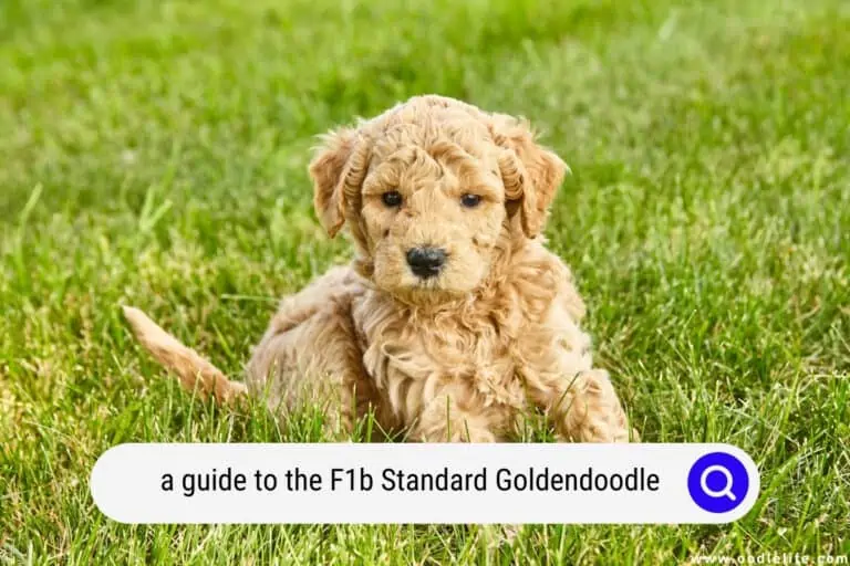 Standard F1b Goldendoodle Guide (with Photos)