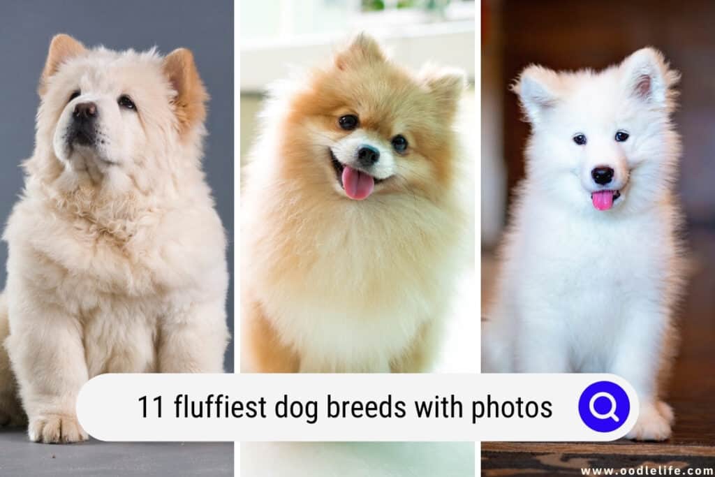 fluffiest dog breeds