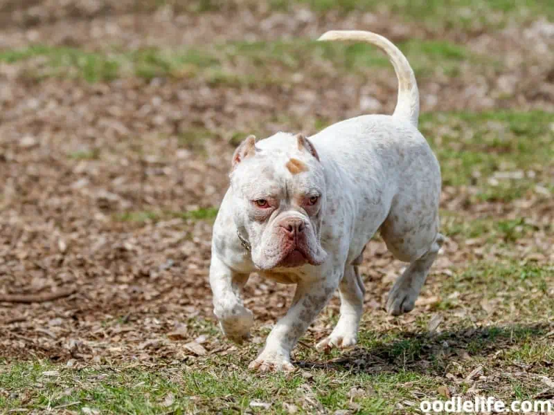 freckled Pitbull