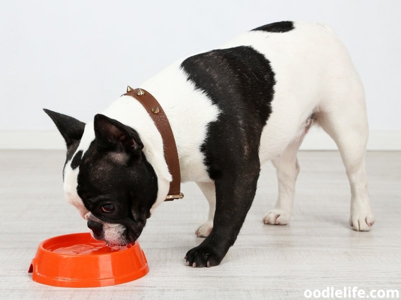 French Bulldog drinks