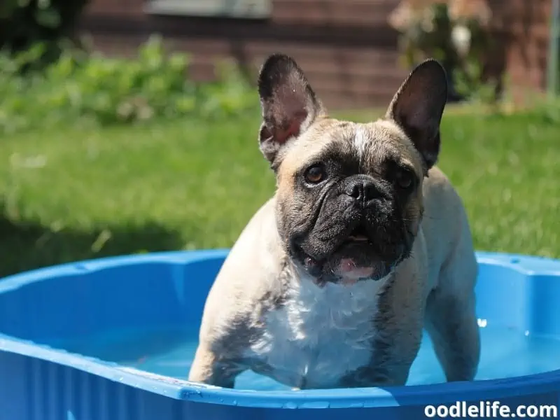 French Bulldog standing in a pool