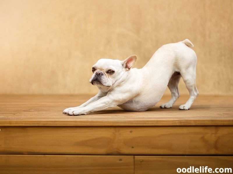 French Bulldog stretching