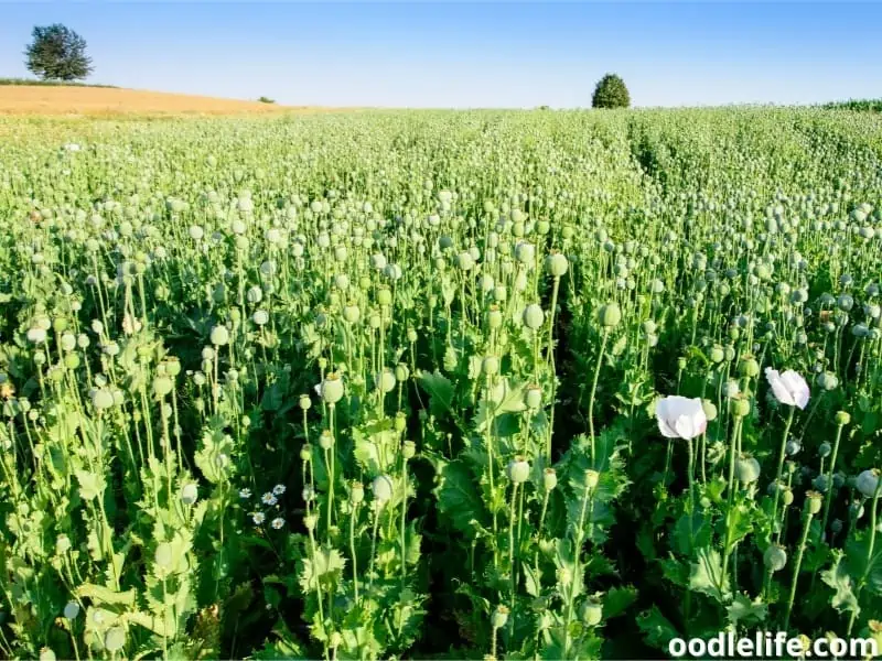 fresh poppy seed plants