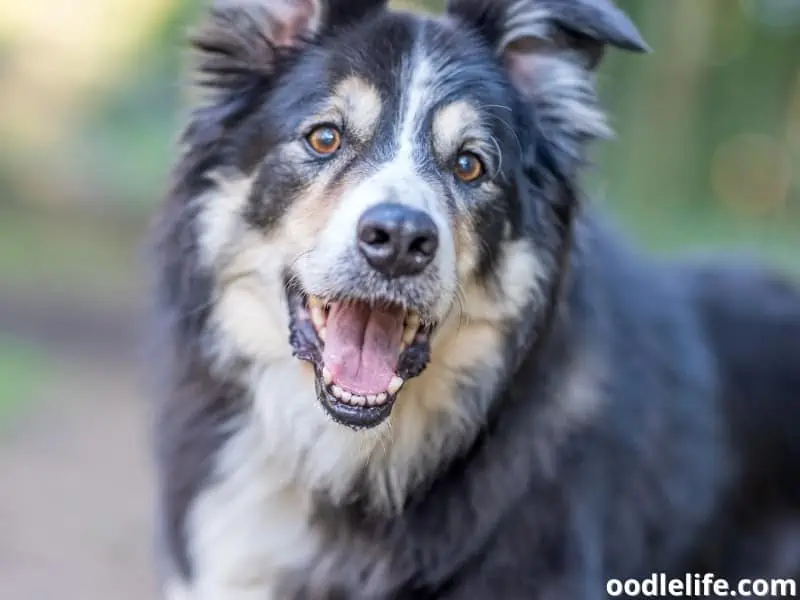 friendly Border Collie