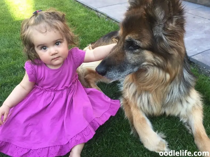 German Shepherd and baby