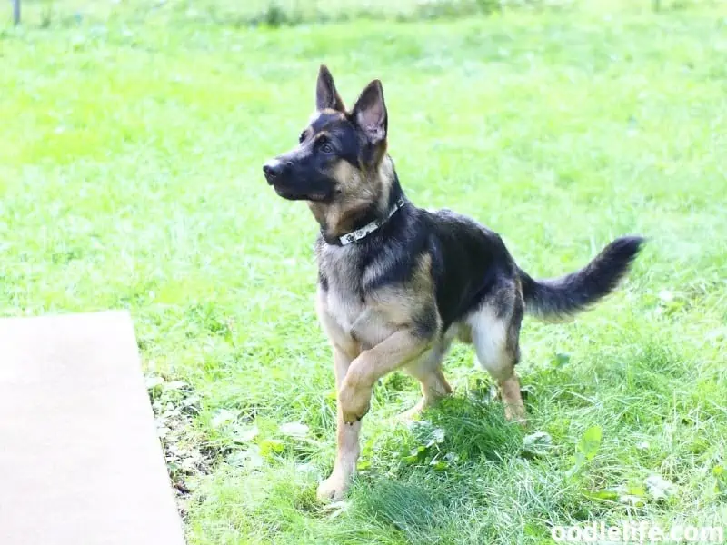 German Shepherd approach