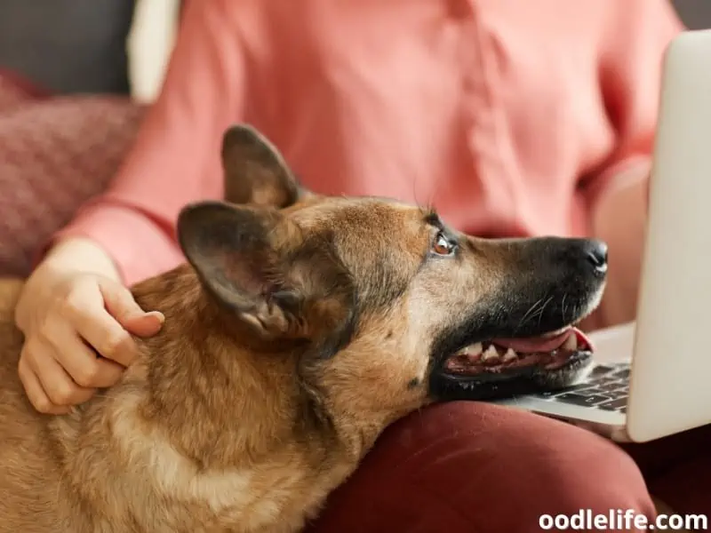 German Shepherd beside his owner