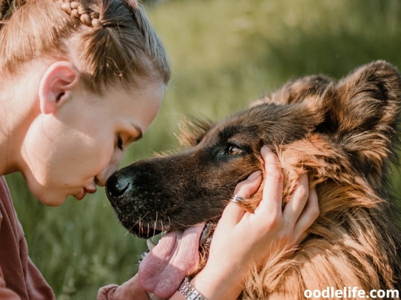 German Shepherd licks wrist