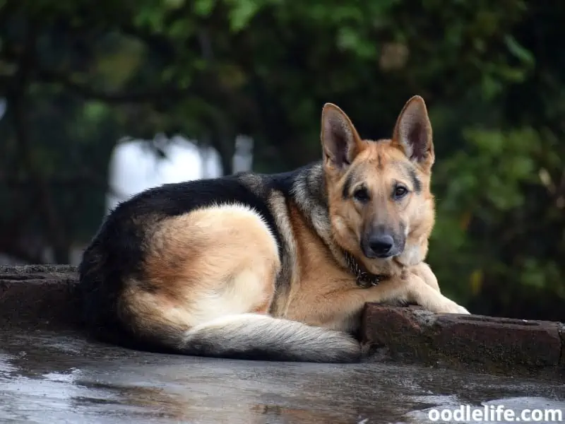 German Shepherd lying down