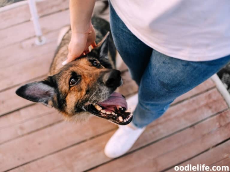 Why Does My Dog Act Like A Cat? 9 Reasons Oodle Life