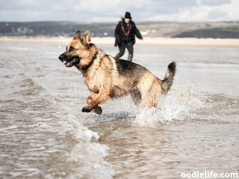 German Shepherd on the water