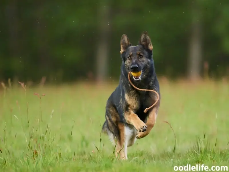 German Shepherd plays with a ball
