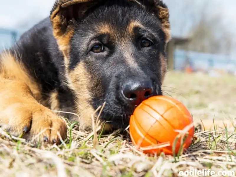 German Shepherd plays with his toy