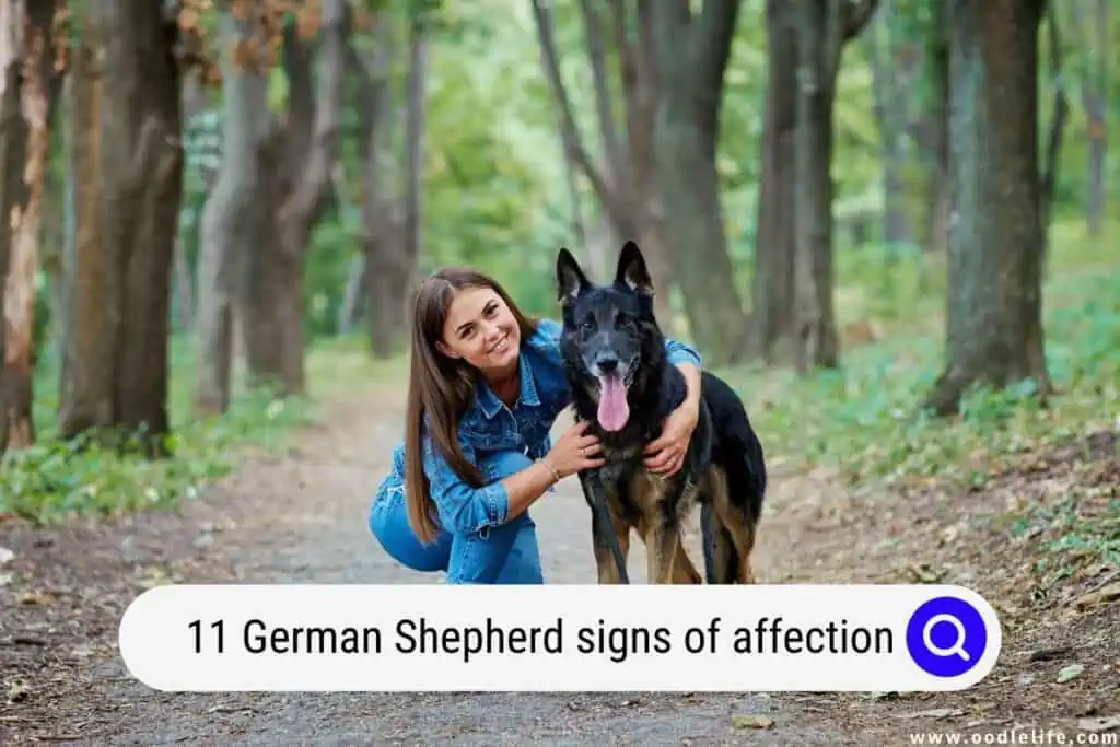 German Shepherd signs of affection