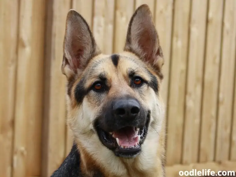 German Shepherd smiles