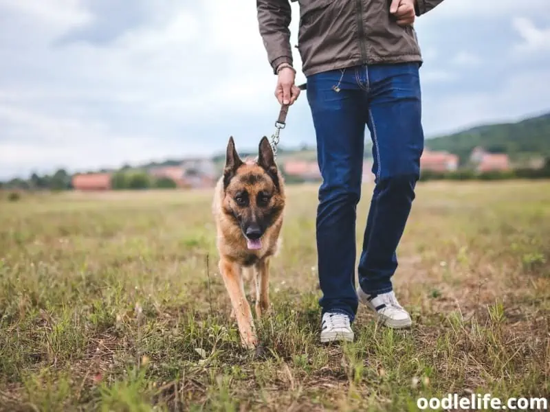 German Shepherd walk