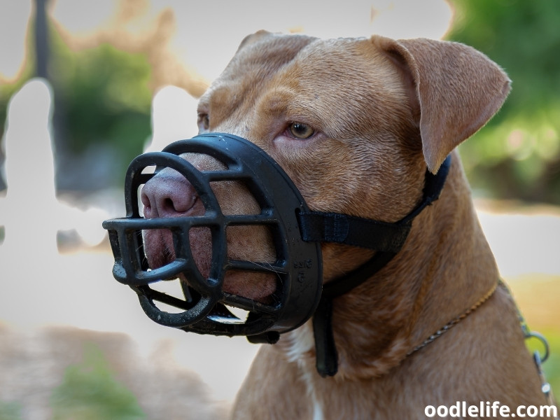 Golden Pit Bull Terrier muzzle