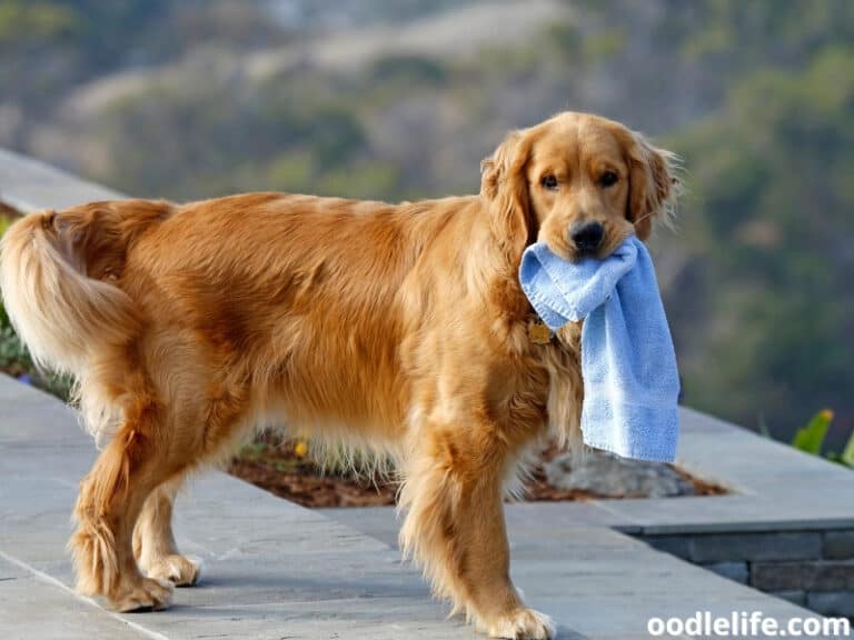 Does Lyft Allow Dogs? (2023 Updated Lyft Pet Policy) Oodle Life