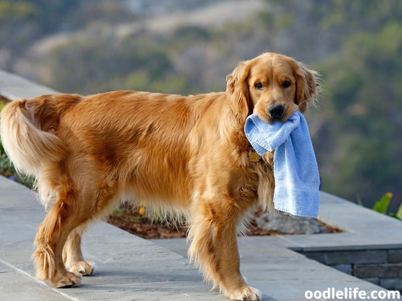 Are Dogs Allowed In Lyft