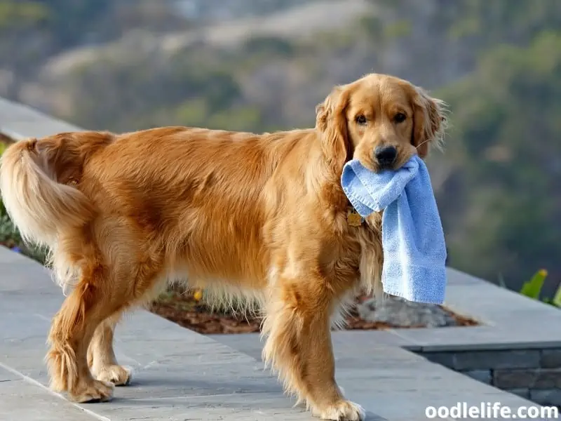 Golden Retriever with towel