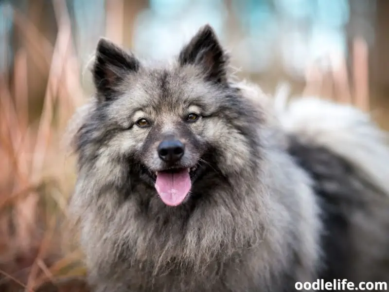 gray Keeshond