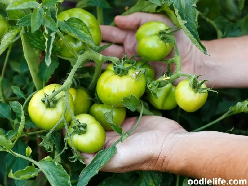 green tomatoes