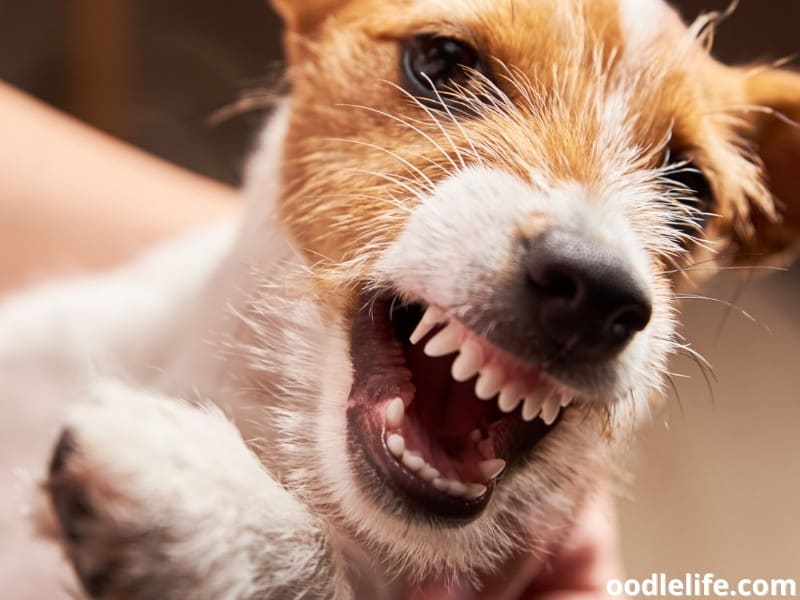 How can I rehome an aggressive dog?
