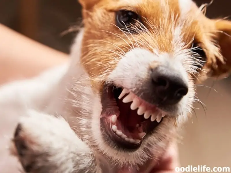 grinning Jack Russell