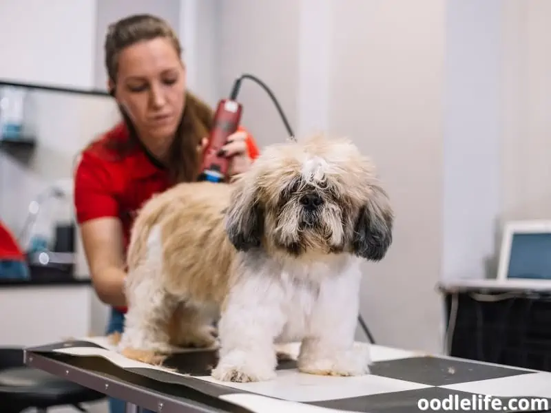 grooming dog