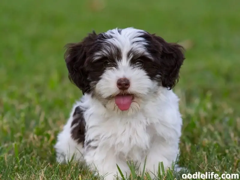 Havanese puppy