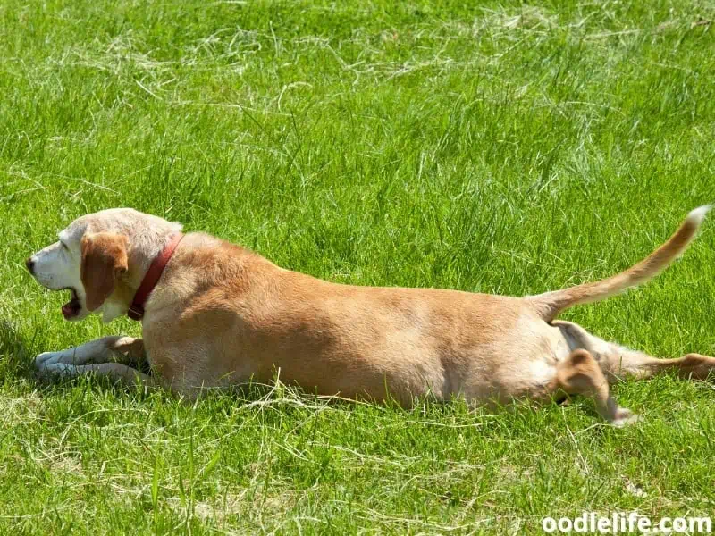 hind legs stretching