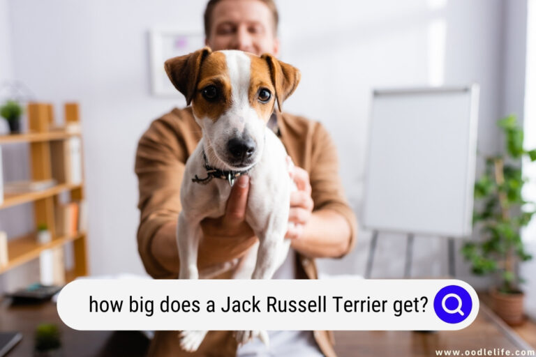 How Big Does a Jack Russell Terrier Get?