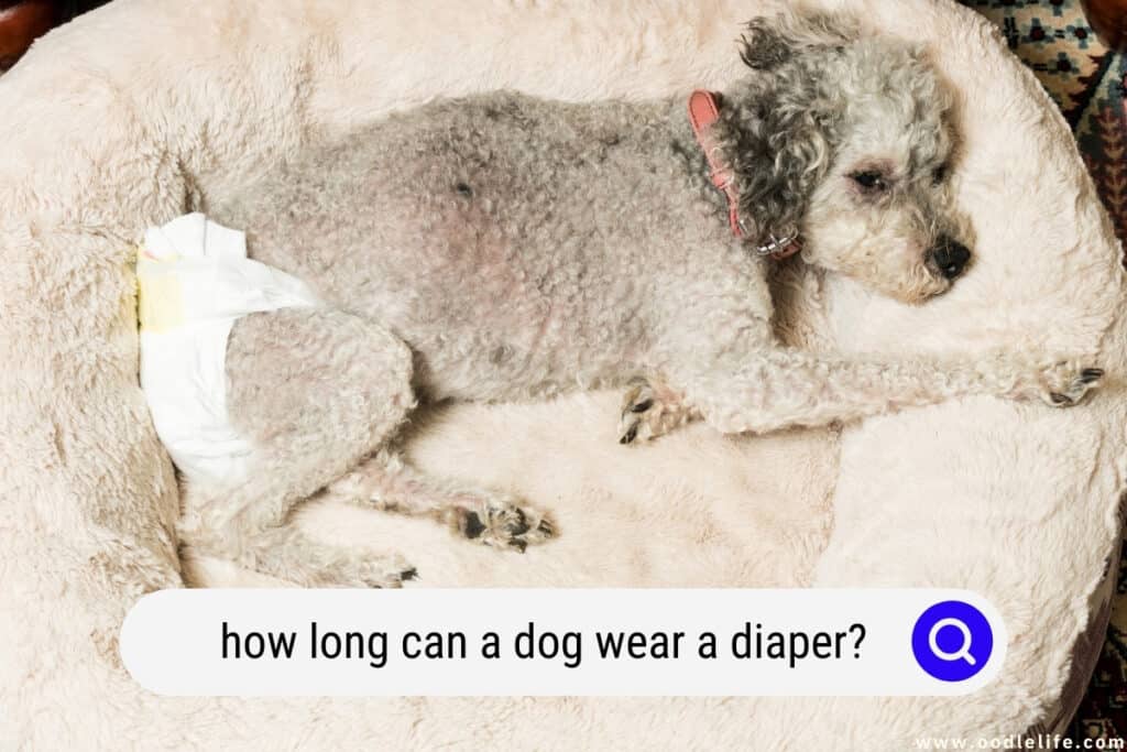 how long can a dog wear a diaper