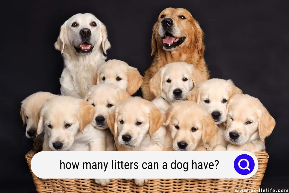 how many litters of puppies can a dog have in a lifetime