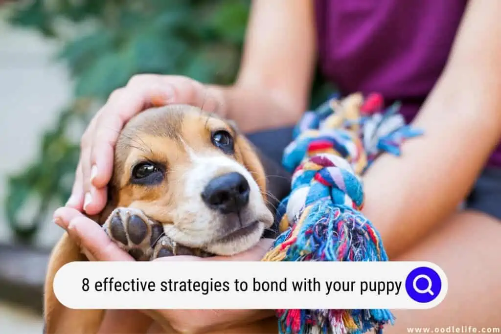 how to bond with your puppy
