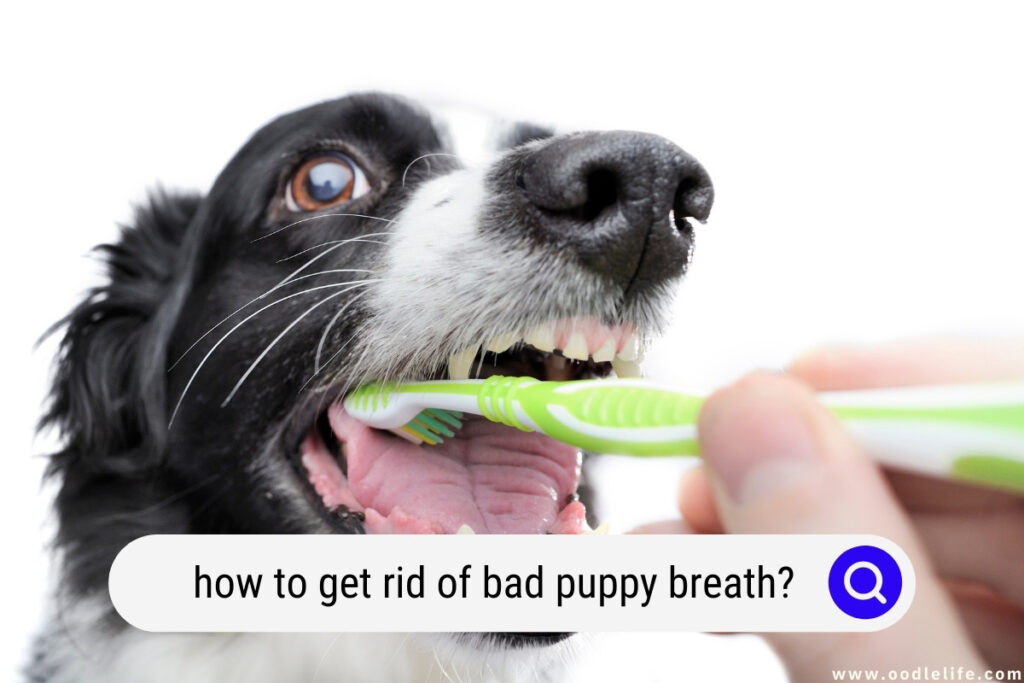 how to get rid of bad puppy breath
