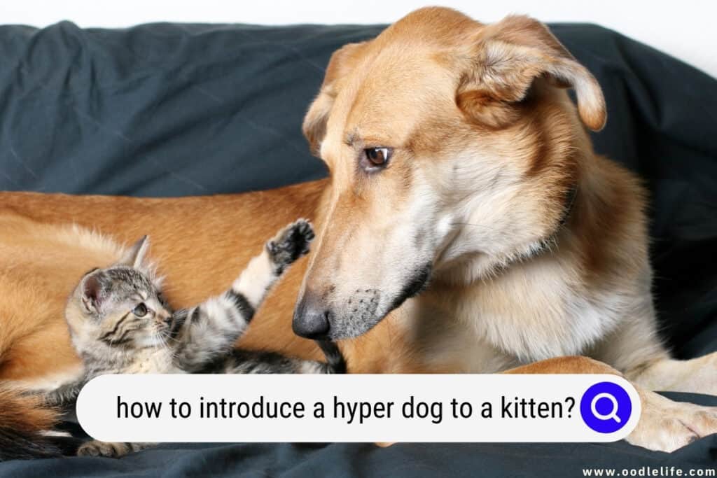 how to introduce a hyper dog to a kitten
