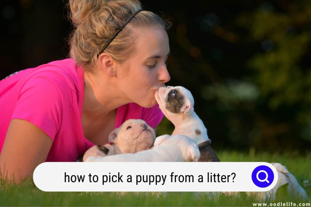 how to pick a puppy from a litter