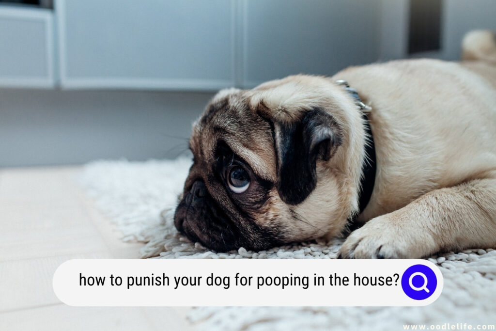 how to punish your dog for pooping in the house