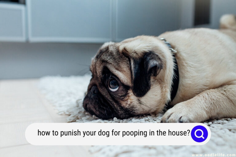 How To Punish Your Dog for Pooping in the House?
