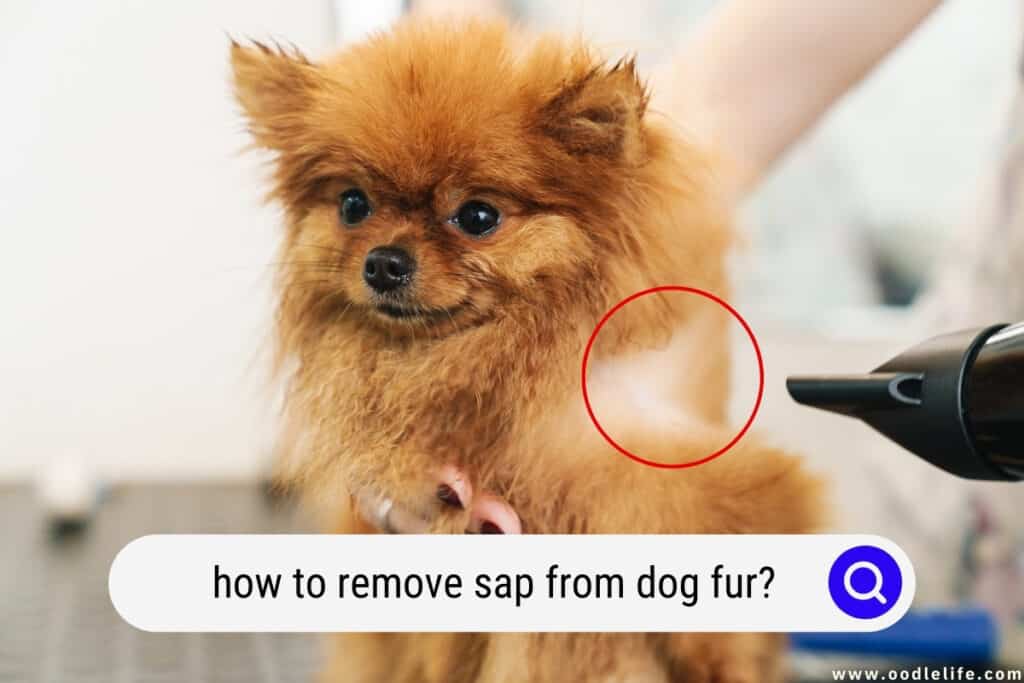 how to remove sap from dog fur