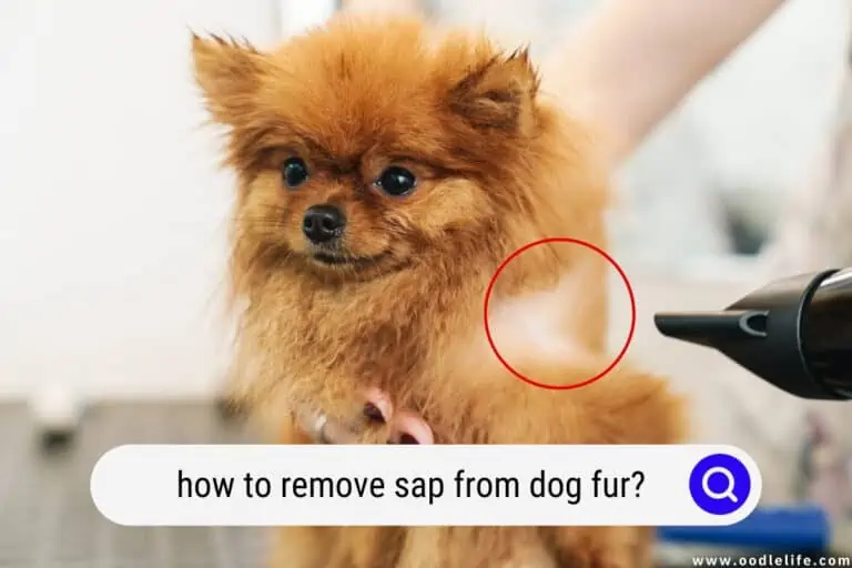 How To Remove Sap From Dog Fur? [EASY]