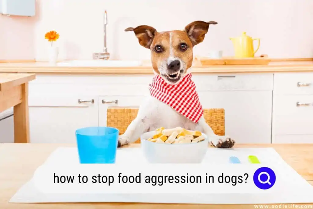 how to stop food aggression in dogs