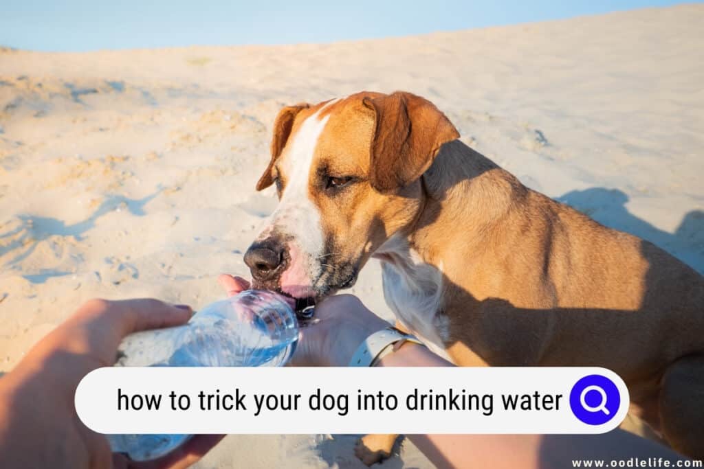 what can you give a dog that wont drink water