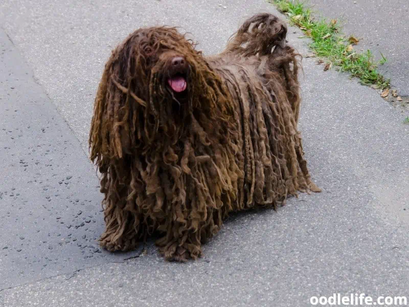 Hungarian Puli