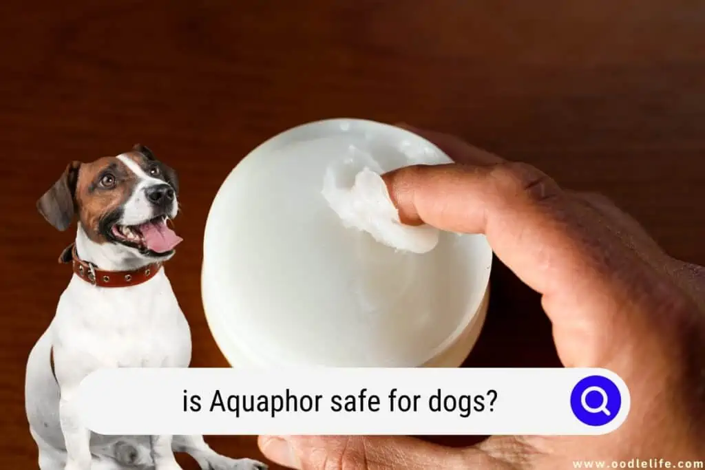 is Aquaphor safe for dogs