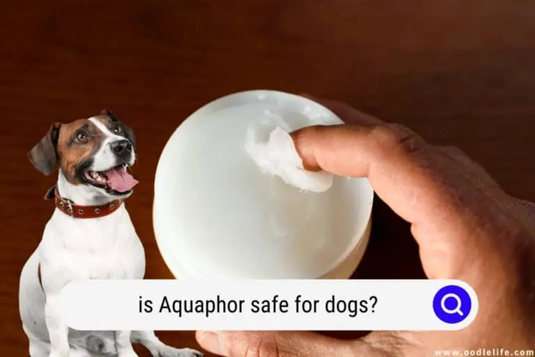 Is Aquaphor Safe For Dogs? (2024 Update)