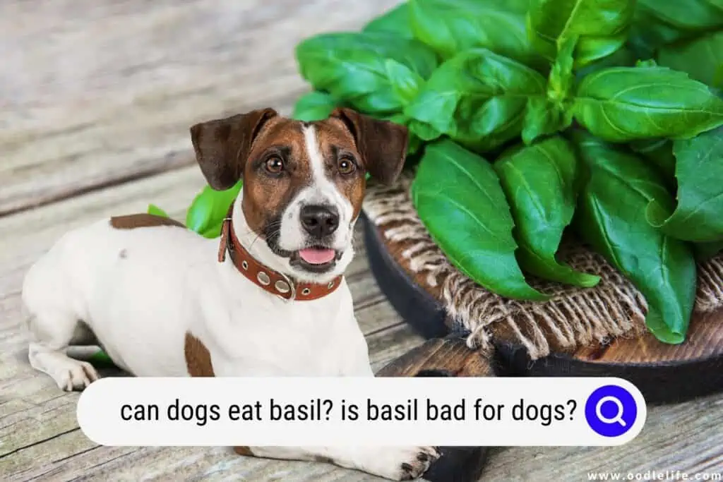 is basil bad for dogs